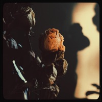 Late Blooming - Lascko