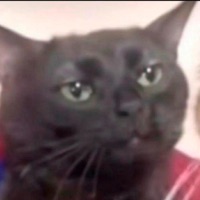 quickly - Single - Yokai