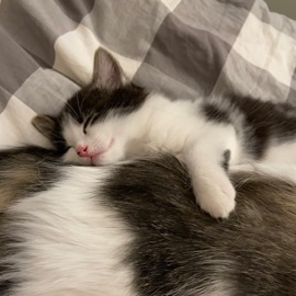 take out the bass, it’s fall Vol.1-1 - Cat’s Lullaby (feat. PILLOW) PALIC