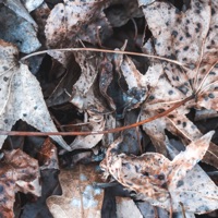 Silence - Single - Bedrooms