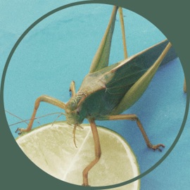 Lemongrass Hopper sfeerbeer