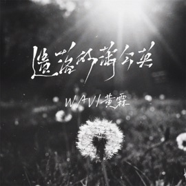 遗落的蒲公英 Wav & 黄霖