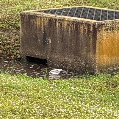 ur crying, i'm amused (feat. Ander L) - Single