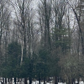 Mental Health Domana