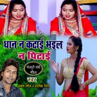 Dhan Katai Bhail Na Pitaai - Single - Aakash Rasila & Anamika Nigam