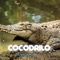 COCODRILO - PELUCHE ON THE TRACK lyrics