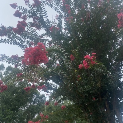 Battles (feat. Perc40) - Single