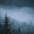 O Holy Night