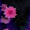 Resolution - Single