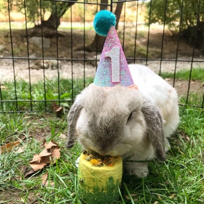 ILUVANIMALS++ (feat. REJECTEDHEX, PARASYT & CARZ) - Single