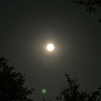 Scars - Single - dazed?!