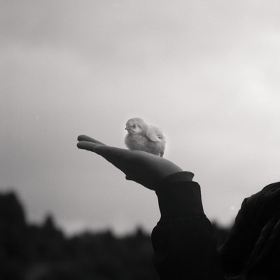 Humano X Pelado B (En Vivo) - Single