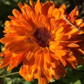 Forward Winds Temple