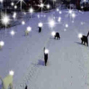 Stars Are Lightbulbs For Angels