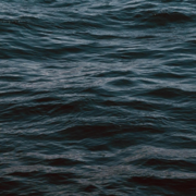 Zen (Forest) - Kinoko