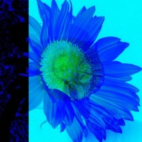 Water Warrior - Single - Jay Phatty