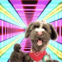 Top Dog (feat. Emjay) - Single - The Underdogs