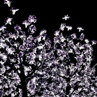 Water the Vase - Single - Trillium