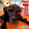 Cool Dog - Single