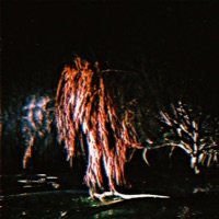 Weeping Willow (feat. mesq, DNFJAY & SKOTSKR) - Single - Lil Annex