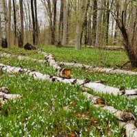 Early Spring Walks - Single - Sebastian Jautschus