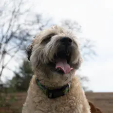 Listen to roseblind, watch music videos, read bio, see tour dates & more!