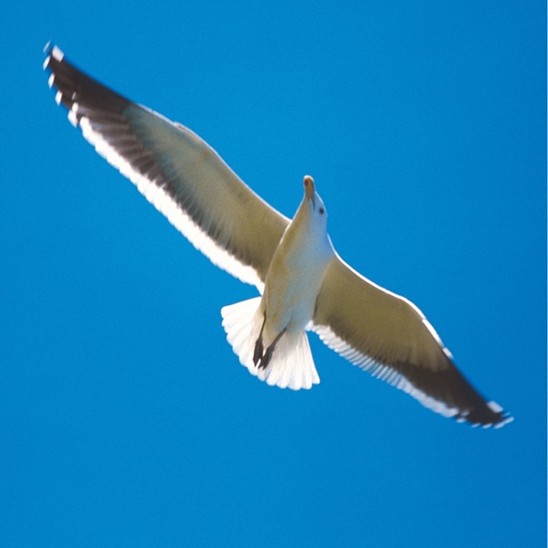 Nature Studies, Vol. 12: Minimal Backdrops 2