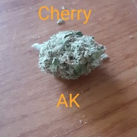 BloccBoii - Single - SoloOcotilo