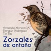 Zorzales de Antaño - Armando Moreno y Enrique Rodriguez - Tic Tac, 2023