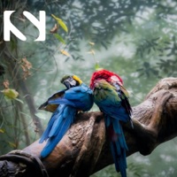 Forest Birdsong - Single - Sonital, Forest Sounds & Sound of the Wilderness