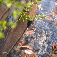 Sildre - Single - Elveklang