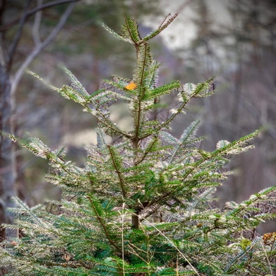 Christmas Tree - Single