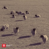 Count Sheep artwork