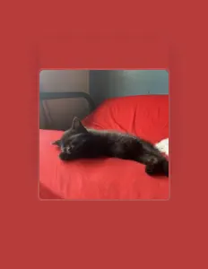 Escucha a Missent., mira videos musicales, lee su biografía, consulta las fechas de las gira y más.