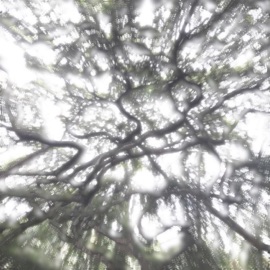 Silver Gleam TONTO & xato