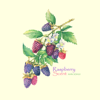 Raspberry scent - EP - Ahn Sohui