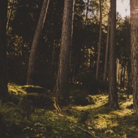 Forest Whispers - Single - Human Is Alive