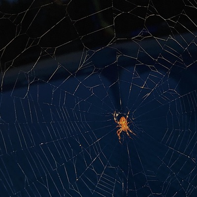 My Own Web