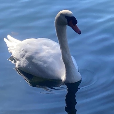 Swan Song - Single
