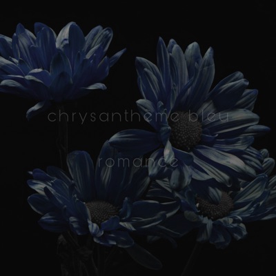chrysanthème bleu romance - EP