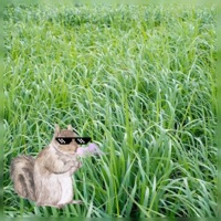 Mr. Squirrel - Single - Jabez Z