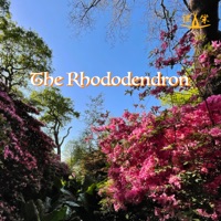 The Rhododendron - Single - Heart of the Dragon Ensemble