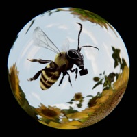 HONEY (feat. San Andreas) - Single - MACEO