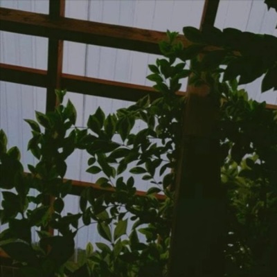 Desdén E Insomnio - Single