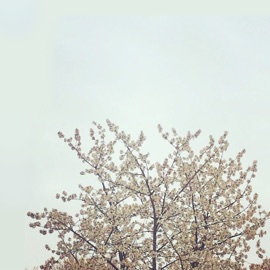 Spring Bloom EL KO