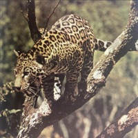 Jaguar Om - Single - CoryaYo