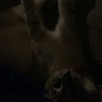 All - Single - 4FATE