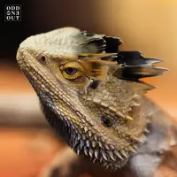 Blonde Chaya (Sped up)