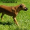 Dodgeball - Mr.NotchilLust lyrics