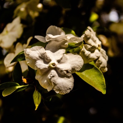 Xile (Instrumental Version) - Single